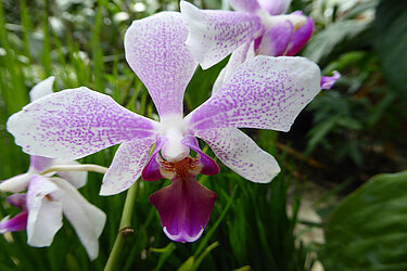 Hier wird eine rosa/lila farbene Orchidee dargestellt.