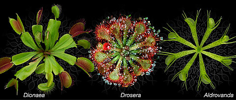 Photographies of the carnivorous plants Venus flytrap, spoon-leaved sundew and waterwheel.