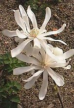 Magnolia stellata (Sieb. & Zucc.) Maxim.