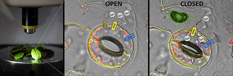 To prevent pathogens (green) from entering the plant through the stomata, these pores are closed. The receptor FLS recognises the pathogen and opens the ion channel OSCA, which allows calcium to flow into the cell. The calcium activates a kinase (CPK), which then opens the anion channel SLAC. This initiates the closing of the stomata.