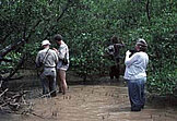 Mangroven Panamas