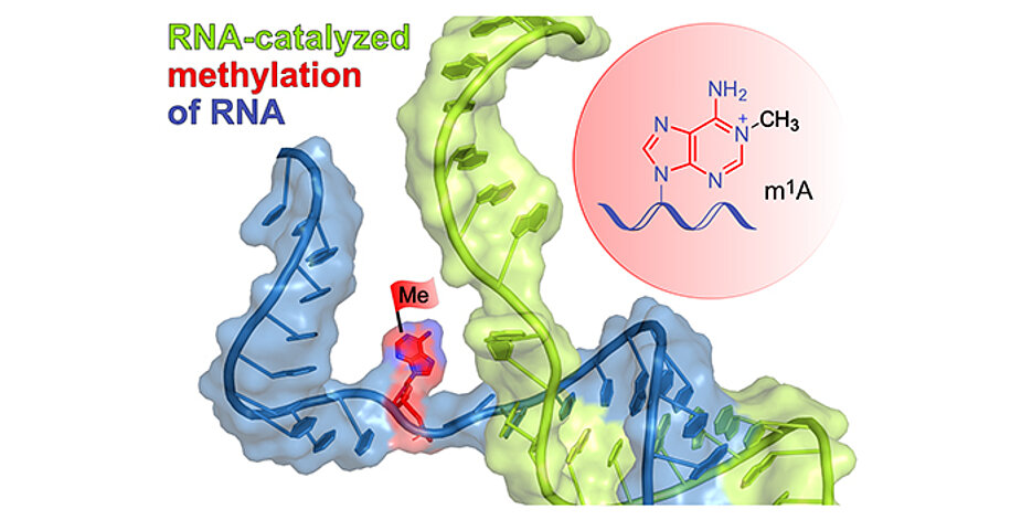 The schematically shown ribozyme (green) binds to the target RNA (blue) by base pairing and installs the methyl group (red flag) at a defined site of a selected adenine. The reaction product m1A is shown in the red circle.