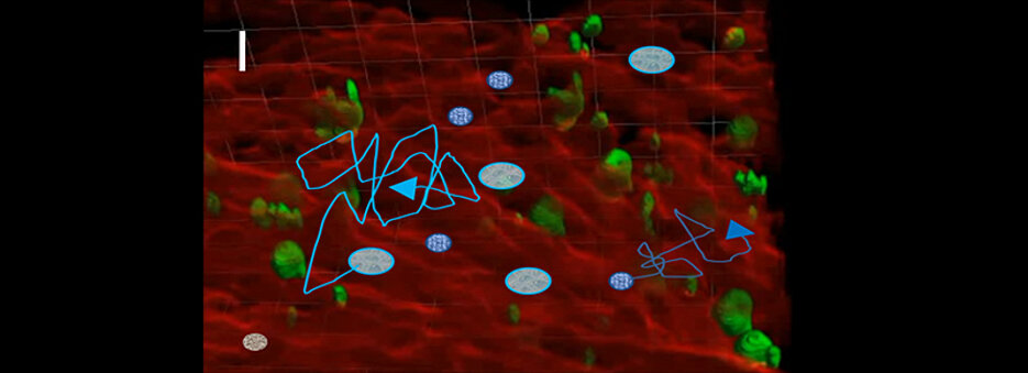 Illustration of the concept using 3D fluorescence images as biological templates for cell migration simulations. Red: vessels, green: megacaryocytes, dark blue: Hemapoietic stem cells, cyan: Neutrophils. Scale bar: 100 µm.