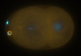 Picture of a two-cell (C. elegans) worm embryo