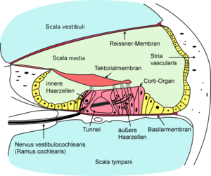 Cochlea of the inner ear