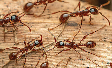 Treiberameisen der Gattung Aenictus sind in Afrika und Australasien weit verbreitet. Obwohl sie nicht häufig sind, fallen sie durch ihre Kolonnen tausender Ameisen auf, die sich hektisch durch den Wald bewegen. Diese Ameisen wurden am Lockhart River in Queensland, Australien, fotografiert. 