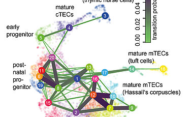 A "map" of cell types in the thymus created with the help of single-cell mRNA sequencing allows the differentiation of cell types and the deduction of their differentiation pathways.