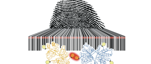 The photoswitching rates of fluorescent dyes are as unique as a fingerprint and as readable as a barcode.
