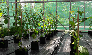 The ozone fumigation chambers in the greenhouse of the Biocenter of Uni Würzburg. 