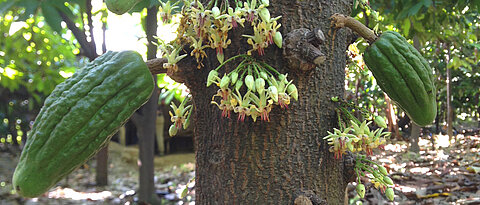 Damit eine Kakaopflanze solche reichen Früchte trägt, braucht es eine effektive Bestäubung. Wie diese am besten gelingen kann, das hat eine Forschungsgruppe untersucht, an der die JMU beteiligt war.