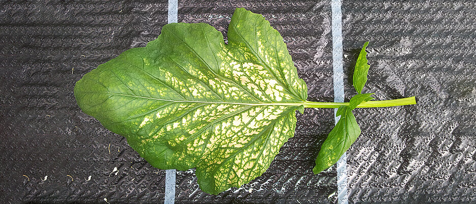 A wild mustard leaf damaged by ozone showing necrotic spots. A healthy leaf would be entirely green. 
