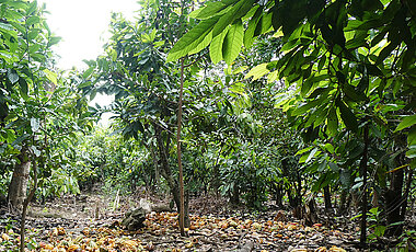 Kakaofarm in Peru. Nach der Ernte liegen die gelblichen Schalen der Kakaofrüchte am Boden.