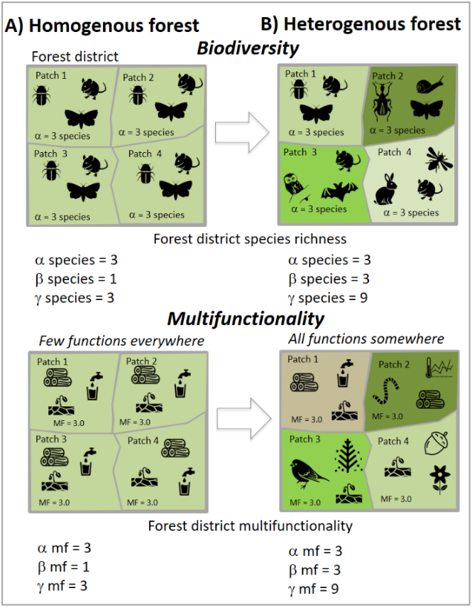 Conceptual figure how α-, β- and γ- diversity in a homogeneous landscape (A) and a heterogeneous landscape (B), here as an example from forests, might affect multifunctionality. For simplicity, the same number of species and sufficiently fulfilled functions per forest patch is assumed (only functions above a critical threshold according to the threshold approach are displayed