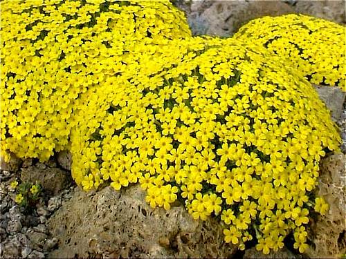 Dionysia aretioides (Foto: BGW)