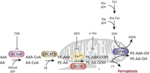 Bild von Molecular Pathways of Ferroptosis Regulation.