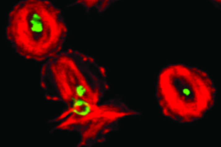 Visualisierung von filamentösem Aktin (rot) und von Willebrand Faktor (grün) in Thrombozyten, die durch Aktivierung auf Fibrinogen ihre Form verändert haben, mittels STED-Mikroskopie (Stimulated Emission Depletion). Bild: AG Nieswand