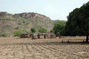 Ein abgeerntetes Hirsefeld (Foto K-E Linsenmair)