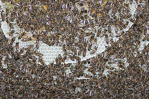 Viele Bienen auf Waben