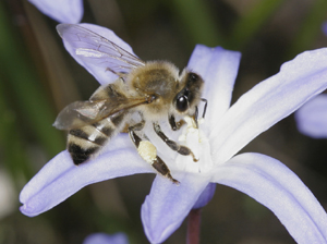 Biene auf Blüte; Foto: Helga R. Heilmann