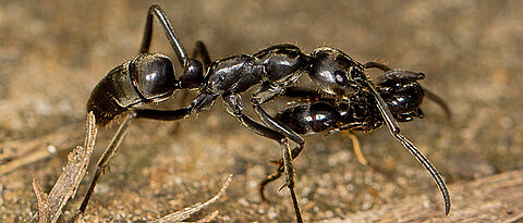 A Matabele ant carries an injured mate back to the nest after a raid. (Photo: Erik Frank)