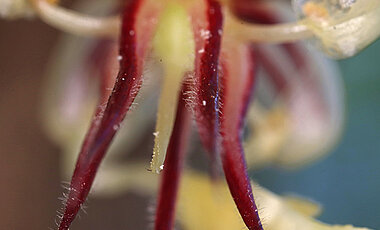 Cacao flower with pollen on stigma (white) photographed with an ultra macro lens.