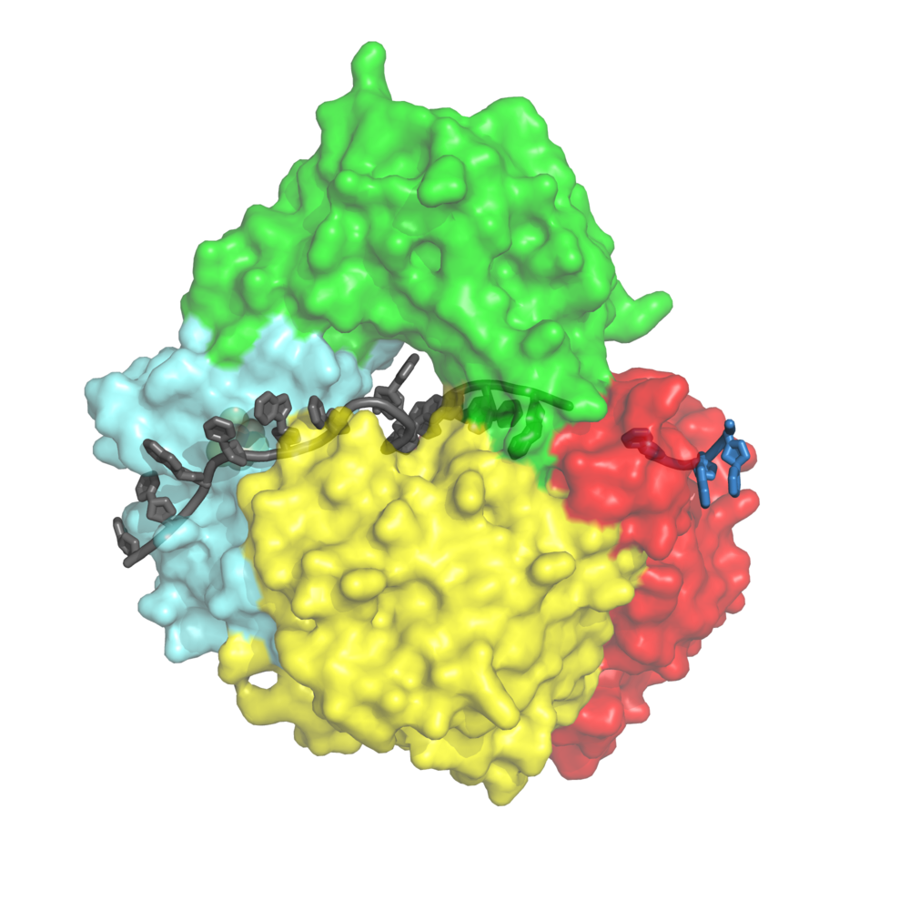3D model of the damage detection protein XPD with DNA (gray DNA model, blue experimentally found DNA) - green: Arch domain, blue: iron sulfur cluster domain, yellow: helicase domain 1 and red: helicase domain 2 Image: AG Kisker, Rudolf-Virchow- Center of 