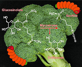 Wenn Raupen oder andere Insekten an glucosinolathaltigen Pflanzen wie Brokkoli fressen, kommen die Glucosinolate in Kontakt mit dem Enzym Myrosinase. Dieses setzt die Senföle frei, die dann die hungrigen Insekten vertreiben. Grafik: Dietmar Geiger