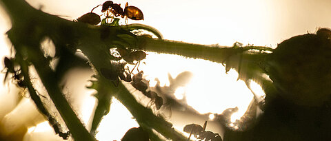 Ameisen krabbeln über den Stängel einer Pflanze und melken Blattläuse. 
