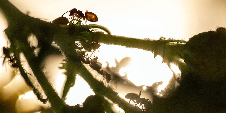 Ameisen krabbeln über den Stängel einer Pflanze und melken Blattläuse. 