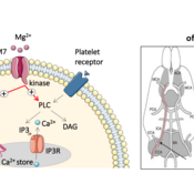 Picture of the The TRPM7 protein functions as a Magnesium channel and in addition to that as a kinase, an enzyme that controls the Calcium concentration in the platelets (left figure). In Trpm7 mutant mice (Trpm7R/R), in which the kinase activity is delet