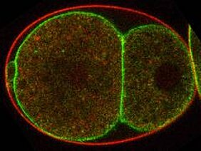Bild 1: Konfokale Mikroskop Aufnahme eines C. elegans Embryos im Zweizell-Stadium. Die Flippase TAT-5 (grün) befindet sich normalerweise in der die Zellen umgebenden Membran unter der Eischale (rot). Proteine wie Sorting Nexins und RME-8 ermöglichen das