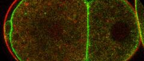 Bild 1: Konfokale Mikroskop Aufnahme eines C. elegans Embryos im Zweizell-Stadium. Die Flippase TAT-5 (grün) befindet sich normalerweise in der die Zellen umgebenden Membran unter der Eischale (rot). Proteine wie Sorting Nexins und RME-8 ermöglichen das