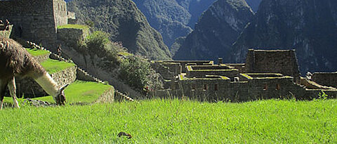 So viel Klischee muss sein: der obligatorischen Schnappschüsse von Lamas in Machu Pichu.