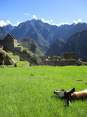 So viel Klischee muss sein: der obligatorischen Schnappschüsse von Lamas in Machu Pichu.