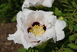 Paeonia rockii