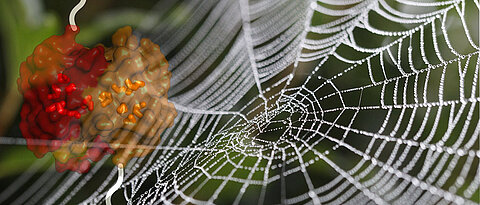 A spider’s web together with the molecular structure of the investigated domain