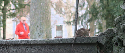 Eine Ratte zeigt sich auf einem Spazierweg im Würzburger Ringpark.