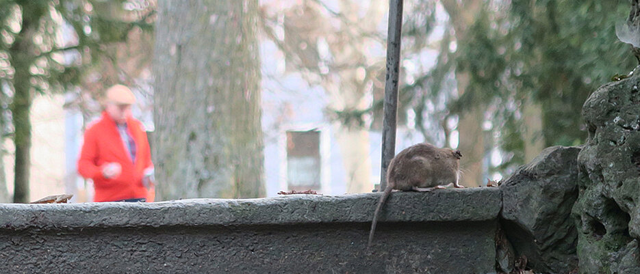 Eine Ratte zeigt sich auf einem Spazierweg im Würzburger Ringpark.
