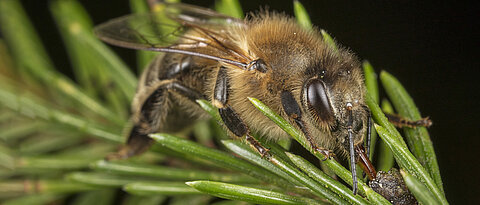 Eine Honigbiene (Apis mellifera) sammelt Honigtau auf einer Tanne. Die Studie zeigt, dass der von Buchen dominierte Steigerwald den Honigbienen nur unzureichende Nahrungsressourcen bietet. 