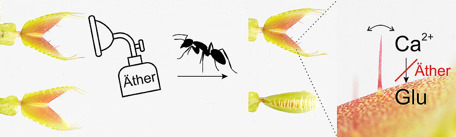 An anaesthetised Venus flytrap (above) can no longer close when stimulated (ant). Reason for this is that ether prevents the propagation of a calcium signal from the sensory hair into the trap (right).