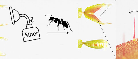 An anaesthetised Venus flytrap (above) can no longer close when stimulated (ant). Reason for this is that ether prevents the propagation of a calcium signal from the sensory hair into the trap (right).