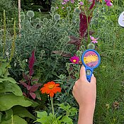 Ein Schüler untersucht mit einer Lupe den Aufbau einer Blüte im Bauerngarten.