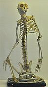 Auf diesem Bild wird ein Skelett eines Säugetiers dargestellt