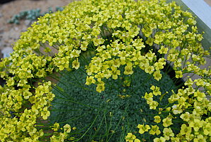 Draba longisiliqua - Kaukasus (Foto: BGW)