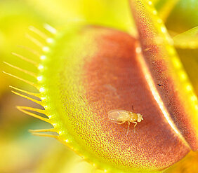 Insect on a Venus flytrap – it has not snapped shut yet.