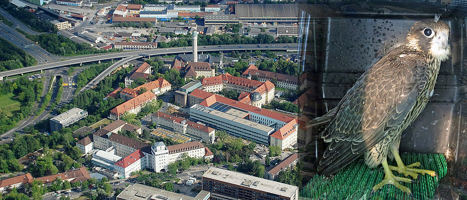 Der auf dem Parkplatz des Technischen Dienstes des Uniklinikums Würzburg eingefangene Jungfalke auf dem Weg zurück ins Nest (Foto: Margot Rössler / Uniklinikum Würzburg) und sein Wohnort, der Kamin des Heizkraftwerks (Foto: Heike Hahner).