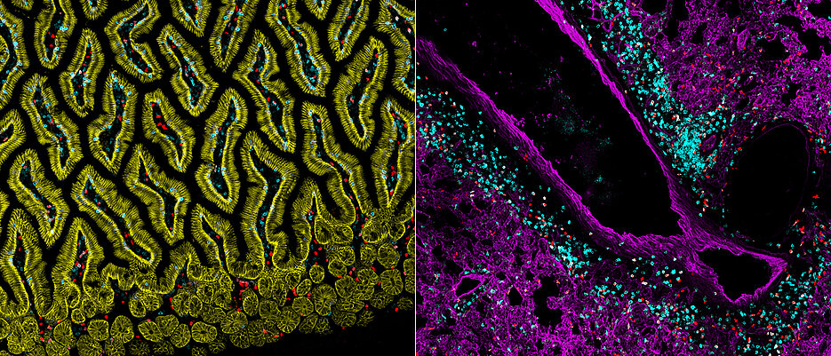 Scientists from Würzburg are investigating immune cells in different tissues, here for example ILC2s (red) or T-cells (blue) in the lung (right) or in the mucosa of the small intestine (left).