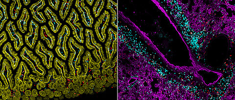 Scientists from Würzburg are investigating immune cells in different tissues, here for example ILC2s (red) or T-cells (blue) in the lung (right) or in the mucosa of the small intestine (left).