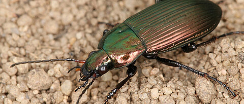 The ground beetle Copper Greenclock (Poecilus cupreus). (photo: Fabian Bötzl)