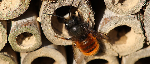 Horned mason bees like to use nest boxes to raise their brood. 